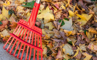 Fall Yard Cleanup: 5 Things to Do This Season